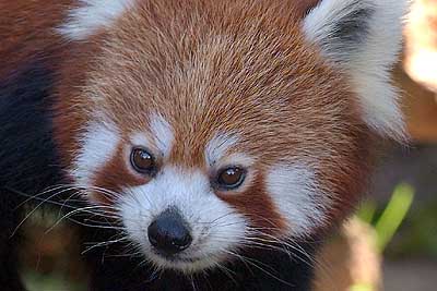 Aachener Zoo Aachener-Zoo-Kleiner-Panda 001